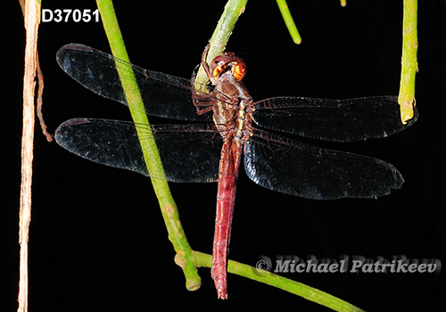 Side-striped Skimmer (Orthemis aequilibris)